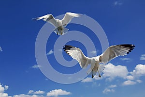 Hovering Gulls photo