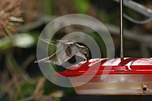 Hovering hummingbird photo