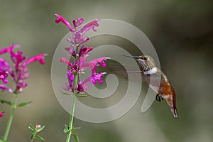 Hovering hummingbird