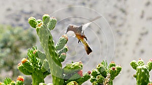 Hovering hummingbird feeding on cactus flower photo