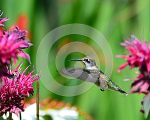 Hovering hummingbird feeding at monarda