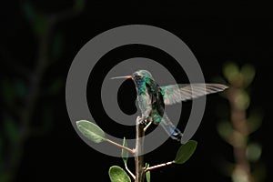 Hovering Hummingbird landing