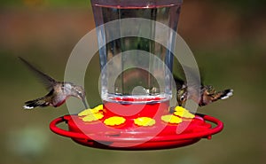 Hovering Hummingbirds