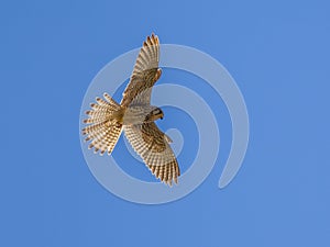 Hovering Kestrel