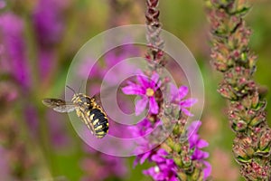 Hovering near a flowering plant