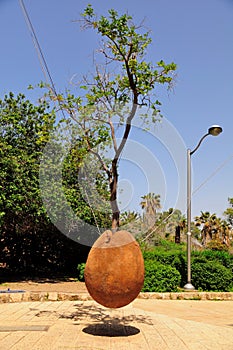 Hovering Orange Tree. Jaffa. Israel.