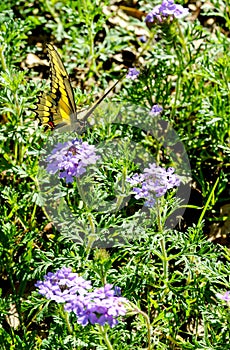 Hovering over the wild verbena blossoms is a swallowtail butterfly.