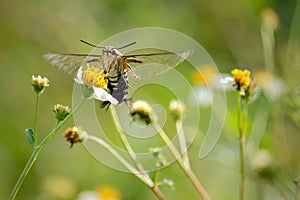 Hovering The Pellucid Hawk Moth (Cephonodes hylas) on the flower