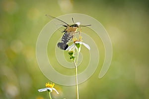 Hovering The Pellucid Hawk Moth (Cephonodes hylas) on the flower