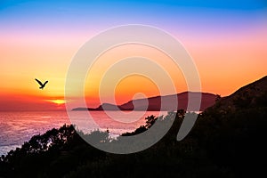 Hovering raptor with a beautiful sunset over the ocean