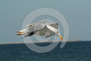 Hovering Seagull photo