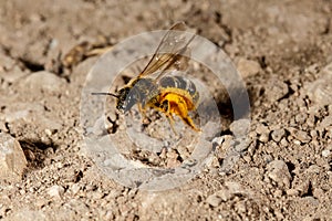 Hovering Sweat bee Lasioglossum sp., Malta