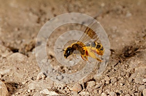 Hovering Sweat bee Lasioglossum sp. Malta