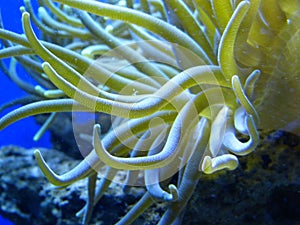 How the anemones move