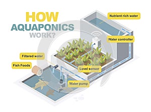 How aquaponics system work isometric