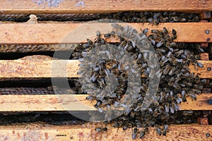 How bees winter in the hive. Overview of bee hive in winter. Wintering bees.