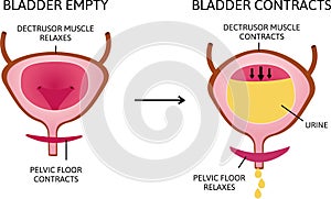 How The Bladder Works. the bladder muscles contract while the sphincter relaxes.