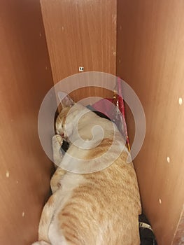 How cat night catmom