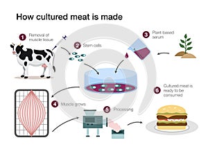How cultured lab grown meat is made photo