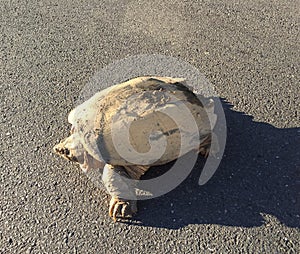 How did the turtle cross the road? Turtle stops traffic