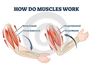 How do muscles work labeled principle explanation scheme vector illustration photo