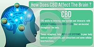 How Does CBD Cannabidiol affect the brain? Vector illustration