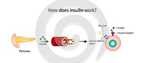 Insulin mechanism of action, regulates glucose metabolism and glucose blood level. photo