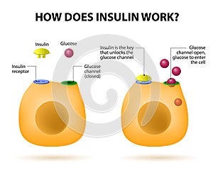 How does insulin work