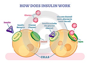 How does insulin work, illustrated vector diagram. Educational medical information.