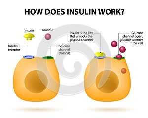 ¿Cómo la insulina trabajo.