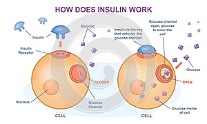 How does insulin work vector illustration
