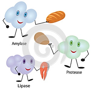 How enzymes work. Fermentation and disgestion food