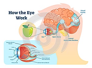 How eye work medical illustration, eye - brain diagram