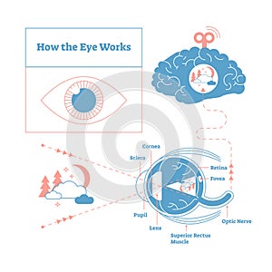 How the eye works medical scheme poster, elegant and minimal vector illustration, eye - brain labeled structure diagram.