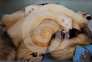 How ferrets like to sleep.