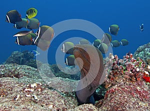 How the fish in the Maldives look beautiful underwater