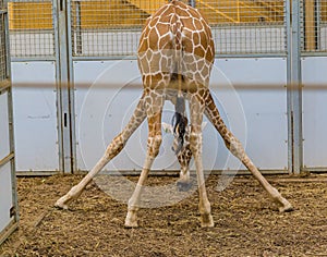 This is how the giraffe reaches its food on the ground