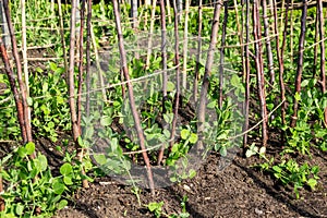 How the green peas growing in the vegetable garden