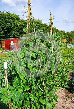 How grown  green beans  in allotment