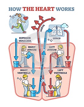 How heart works explanation with inner human organ function outline diagram