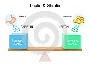 How hormones ghrelin and leptin work