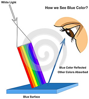 How human eye see blue surface infographic diagram physics mechanics dynamics science