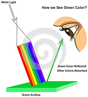 How human eye see green surface infographic diagram physics mechanics dynamics science photo