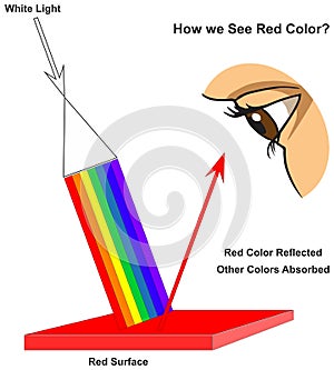 How human eye see red surface infographic diagram physics mechanics dynamics science photo