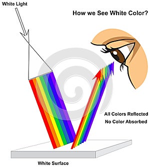 How human eye see white surface infographic diagram physics mechanics dynamics science