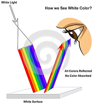 How human eye see white surface infographic diagram physics mechanics dynamics science photo