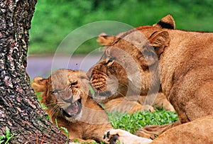 How the lion loves its baby