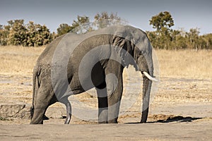 En el Parque Nacional de Hwange, en Zimbabwe, este gran macho de elefante que acaba de salir del cuarto de baño y se ve que él ha disfrutado mucho porque él tiene una erección, que hace que el pene de alcanzar el suelo, de forma que casi parece otra pierna.