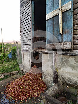 How mountain coffee is made. Como se elabora el cafÃÂ© de montaÃÂ±a photo