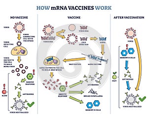 How mRNA vaccines work with compared principles and results outline diagram photo